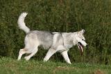 SIBERIAN HUSKY 811